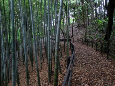 鴨池公園（竹林）
