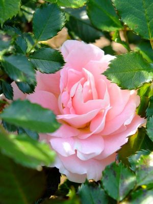 月出松公園（ローザ・つづきく）
