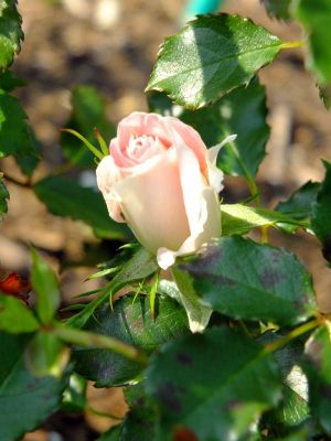 月出松公園（ローザ・つづきく）
