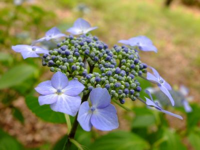 都筑中央公園（ばじょうじ谷戸）
