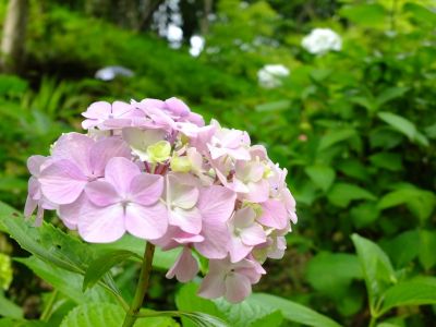 都筑中央公園（ばじょうじ谷戸）
