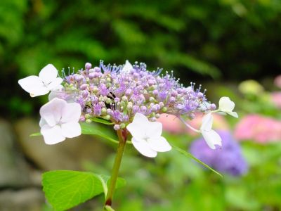 都筑中央公園（ばじょうじ谷戸）
