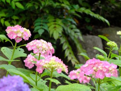 都筑中央公園（ばじょうじ谷戸）
