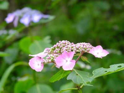 都筑中央公園（ばじょうじ谷戸）
