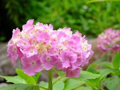 都筑中央公園（ばじょうじ谷戸）
