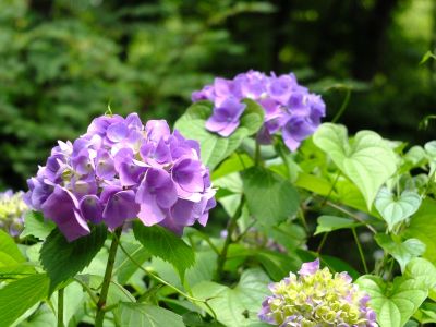 都筑中央公園（ばじょうじ谷戸）
