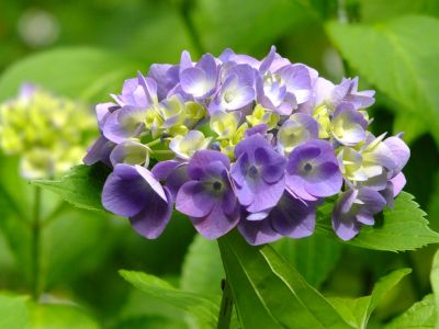 都筑中央公園（ばじょうじ谷戸）
