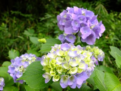 都筑中央公園（ばじょうじ谷戸）
