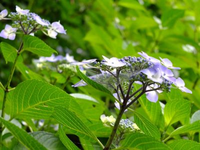 都筑中央公園（ばじょうじ谷戸）
