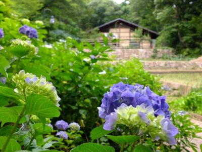 都筑中央公園（ばじょうじ谷戸）
