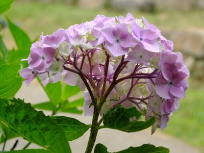 都筑中央公園（ばじょうじ谷戸）
