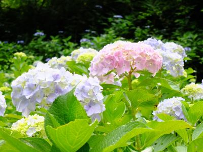 都筑中央公園（ばじょうじ谷戸）
