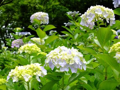 都筑中央公園（ばじょうじ谷戸）
