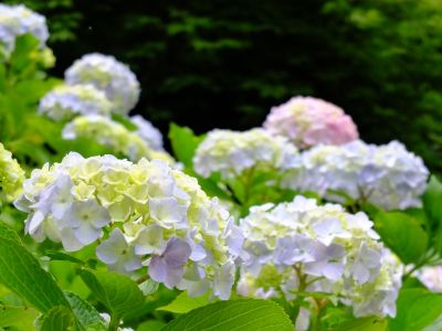 都筑中央公園（ばじょうじ谷戸）
