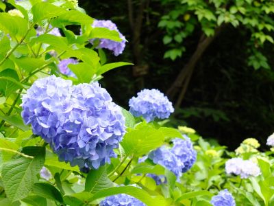 都筑中央公園（ばじょうじ谷戸）
