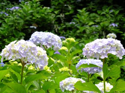 都筑中央公園（ばじょうじ谷戸）
