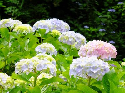 都筑中央公園（ばじょうじ谷戸）
