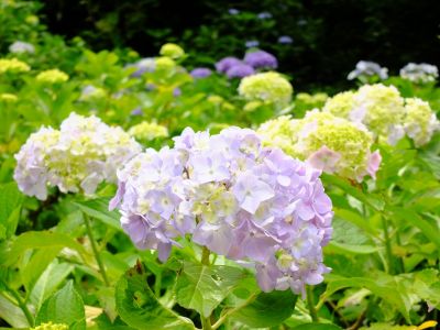 都筑中央公園（ばじょうじ谷戸）
