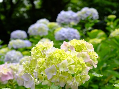 都筑中央公園（ばじょうじ谷戸）
