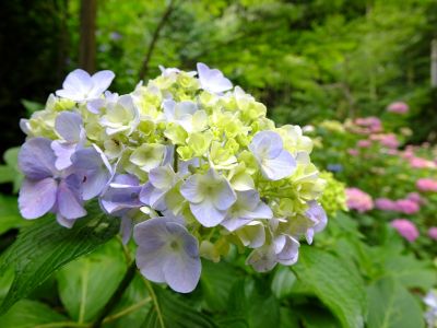 都筑中央公園（ばじょうじ谷戸）
