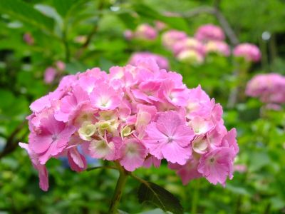 都筑中央公園（ばじょうじ谷戸）
