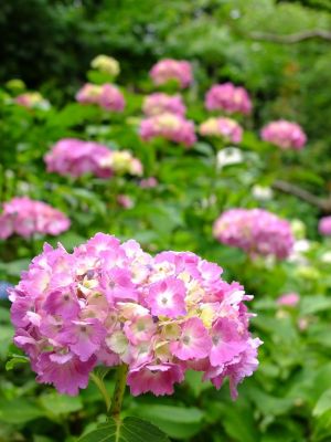 都筑中央公園（ばじょうじ谷戸）
