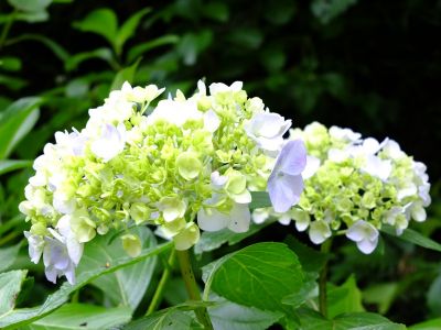 都筑中央公園（ばじょうじ谷戸）
