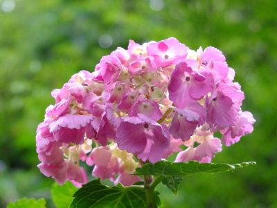 都筑中央公園（ばじょうじ谷戸）
