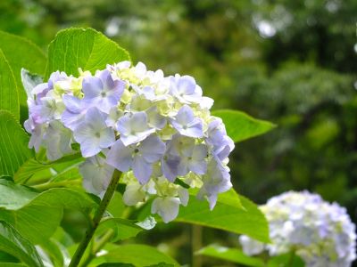 都筑中央公園（ばじょうじ谷戸）
