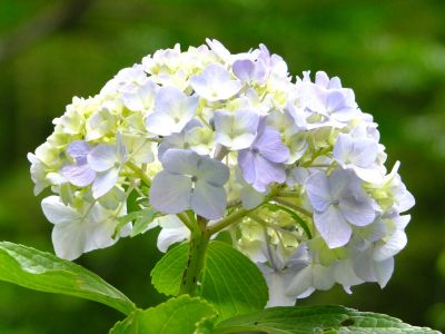 都筑中央公園（ばじょうじ谷戸）
