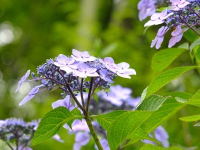 都筑中央公園（ばじょうじ谷戸）
