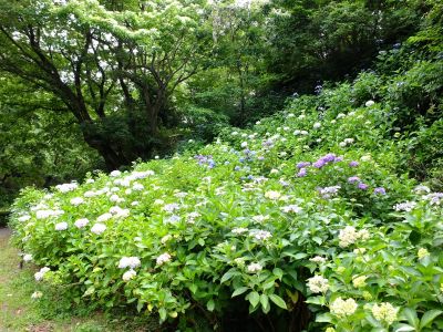 都筑中央公園（ばじょうじ谷戸）
