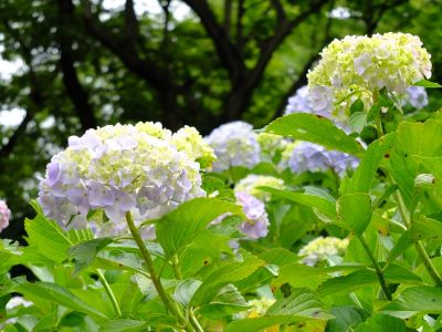 都筑中央公園（ばじょうじ谷戸）
