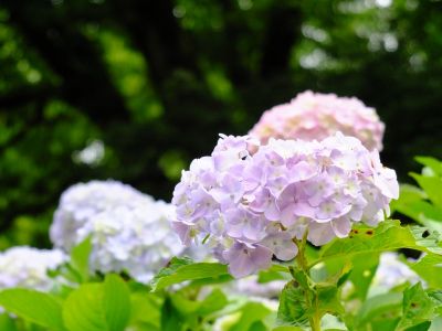 都筑中央公園（ばじょうじ谷戸）
