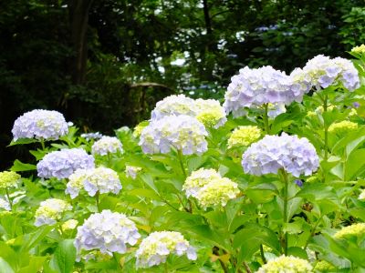 都筑中央公園（ばじょうじ谷戸）
