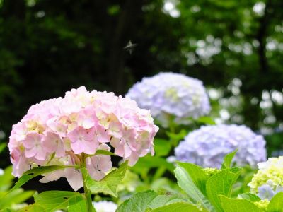 都筑中央公園（ばじょうじ谷戸）
