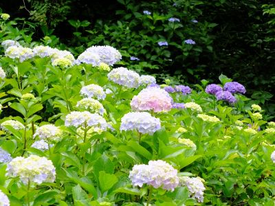 都筑中央公園（ばじょうじ谷戸）
