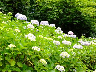 都筑中央公園（ばじょうじ谷戸）
