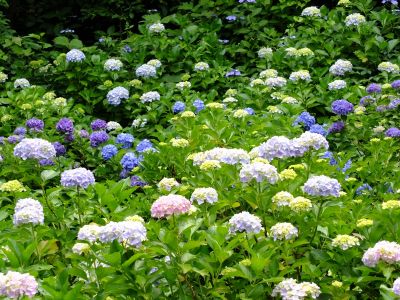 都筑中央公園（ばじょうじ谷戸）
