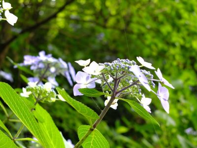 都筑中央公園（ばじょうじ谷戸）
