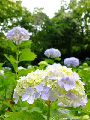 都筑中央公園（ばじょうじ谷戸）

