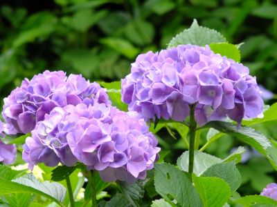 都筑中央公園（ばじょうじ谷戸）
