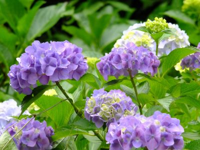 都筑中央公園（ばじょうじ谷戸）
