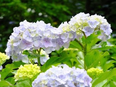 都筑中央公園（ばじょうじ谷戸）
