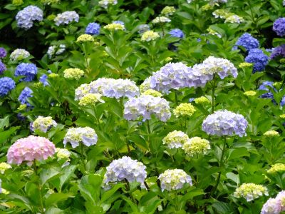 都筑中央公園（ばじょうじ谷戸）
