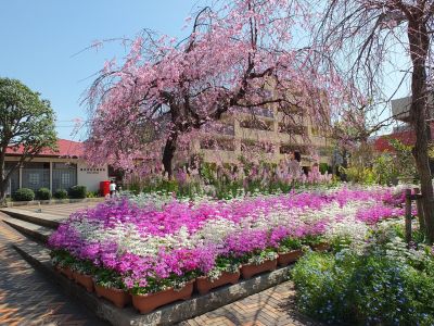 えだきん商店街（枝垂れ桜）
