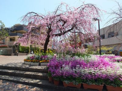 えだきん商店街（枝垂れ桜）
