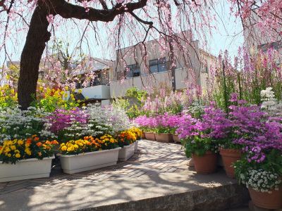 えだきん商店街（枝垂れ桜）
