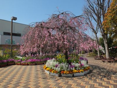 えだきん商店街（枝垂れ桜）
