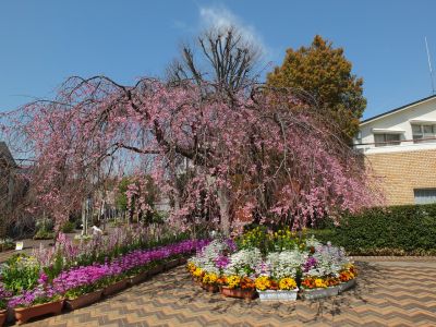 えだきん商店街（枝垂れ桜）
